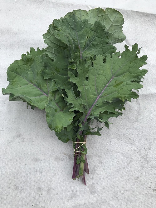 Kale, Red Russian (Certified Organic) - WM FarmLink